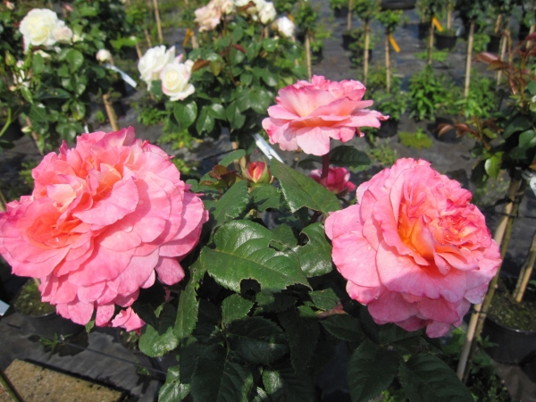 Stammrose Augusta Louise2